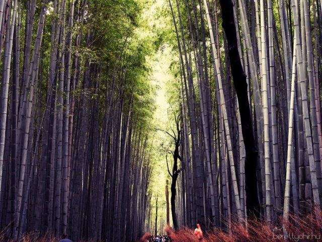 Egy álom valóra vált - Seba Japánban 30